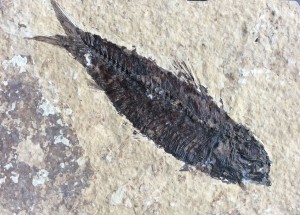 fossil fish