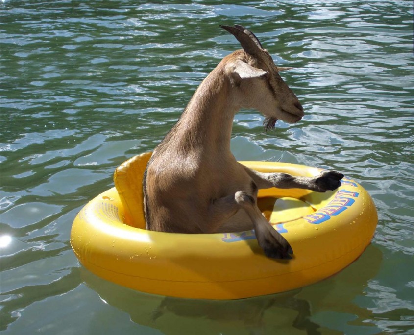 Goats on boats4