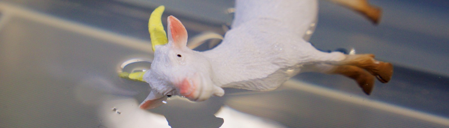 Goat on a Boat 06
