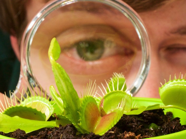 Examining a Venus Flytrap