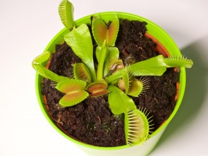 The Venus Fly Trap is carniverousand deadly... if you're a fly