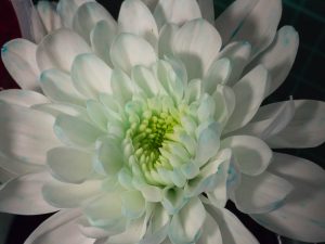 Split-stem flowers-11
