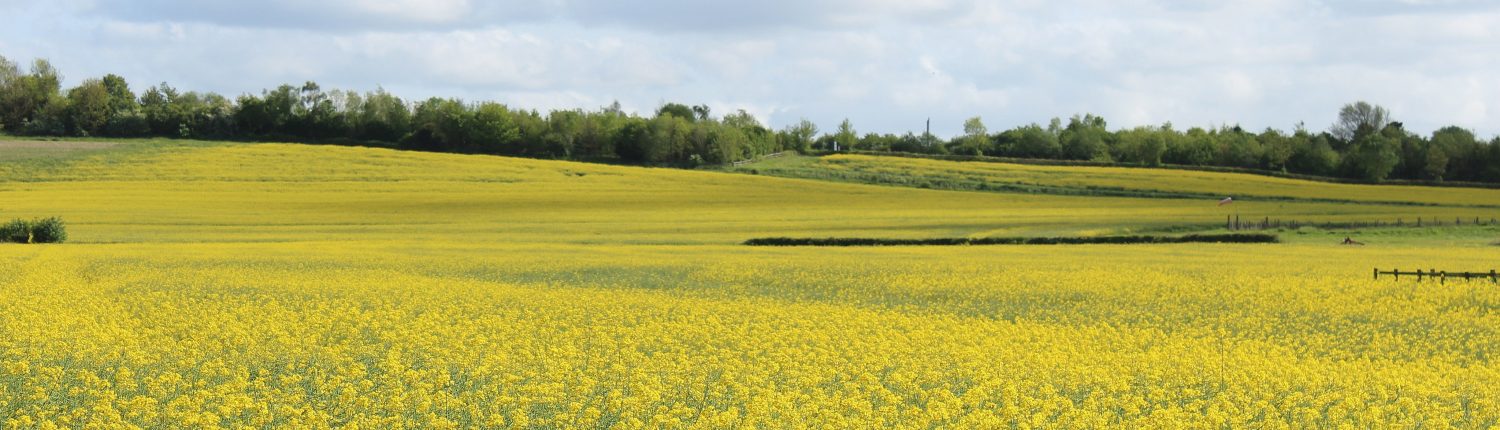 Oilseed Rape field By James Mason-Hudson (Own work) [CC BY-SA 3.0 via Wikimedia Commons