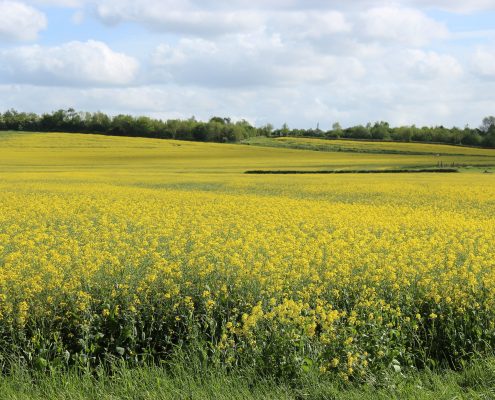 Oilseed Rape field By James Mason-Hudson (Own work) [CC BY-SA 3.0 via Wikimedia Commons