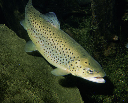 Brown Salmon