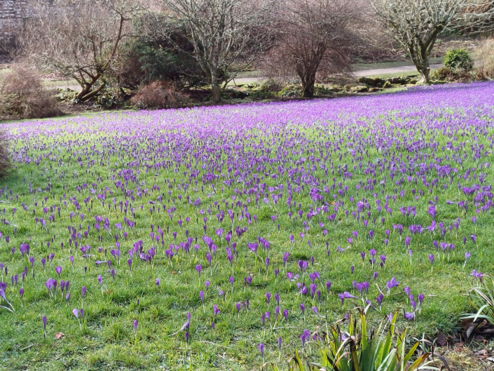 Purple crocus lawn at Wallington Hall, Northumberland