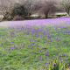 Purple crocus lawn at Wallington Hall, Northumberland