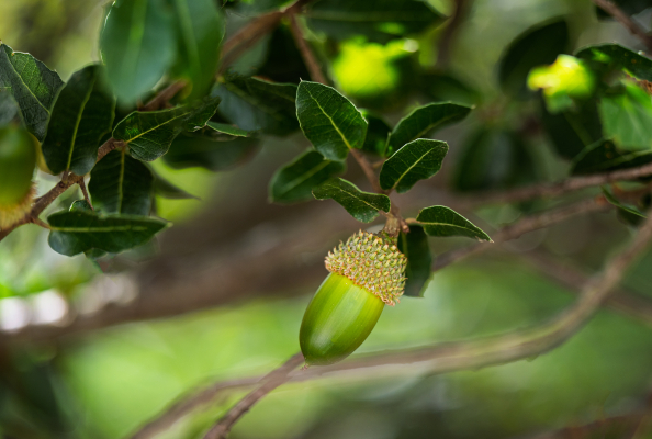 A green acorn growing on a holly oak tree.