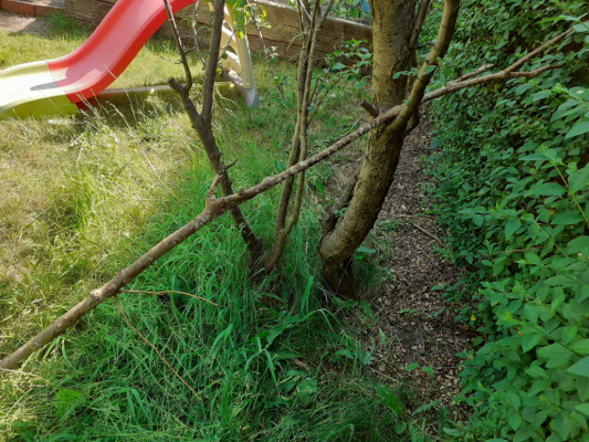 A long stick propped up against a tree with lots of smaller sticks leaning against one side of it.