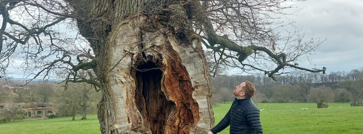 A man stands at the bottom of a bid tree looking up into the branches