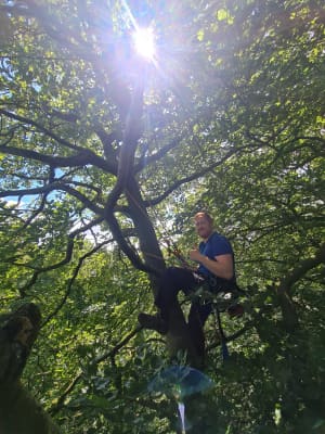 man in safety harness climbing a large tree