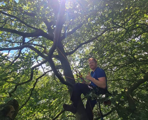 man in safety harness climbing a large tree