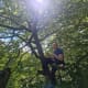 man in safety harness climbing a large tree